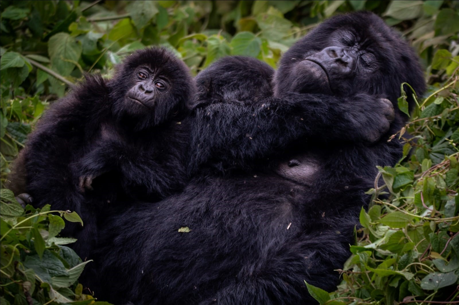 How Rwanda Became Africa’s Conservation Model