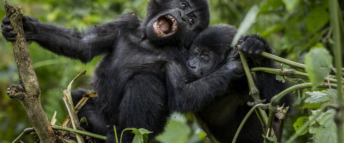 What’s Included in a Luxury Rwanda Safari Package?