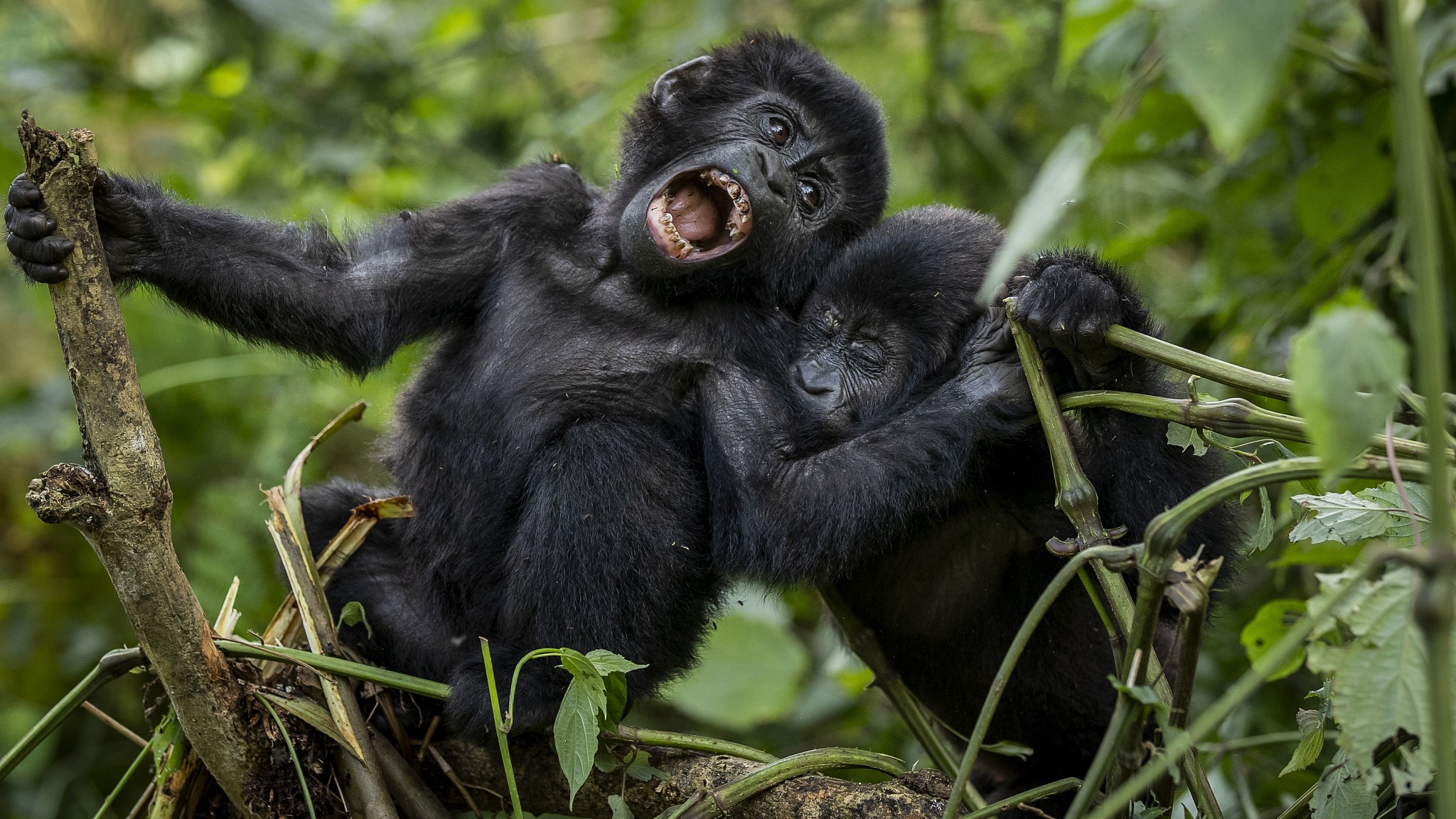 What’s Included in a Luxury Rwanda Safari Package?