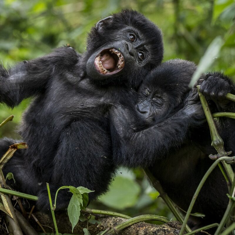 Mountain Gorilla Behaviour in Uganda