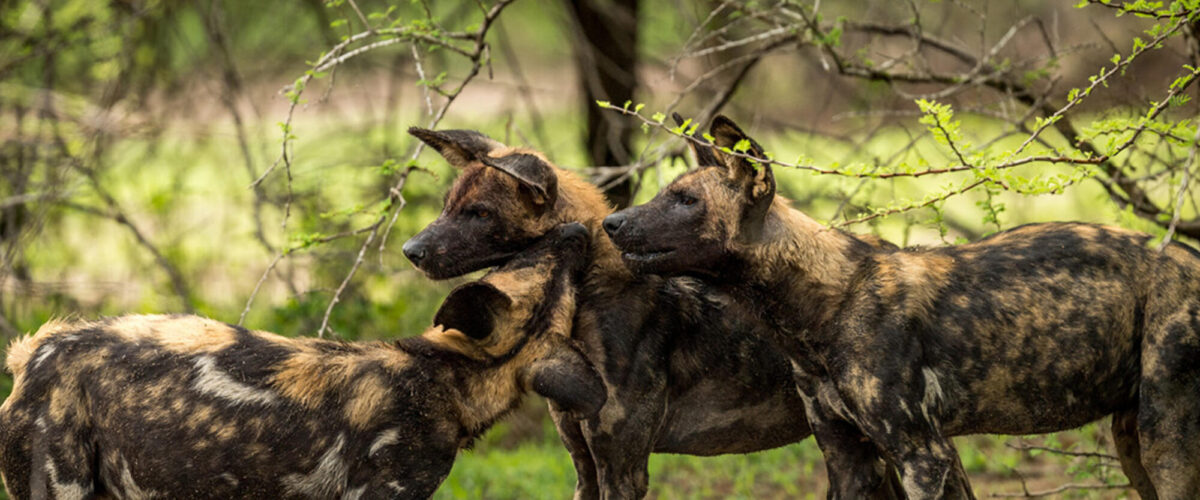 Private vs Group Tanzania Safari