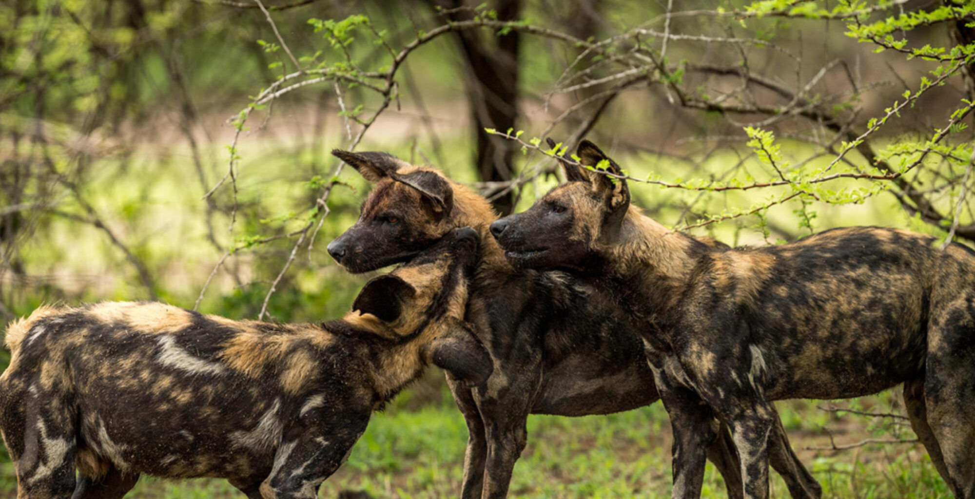 Private vs Group Tanzania Safari