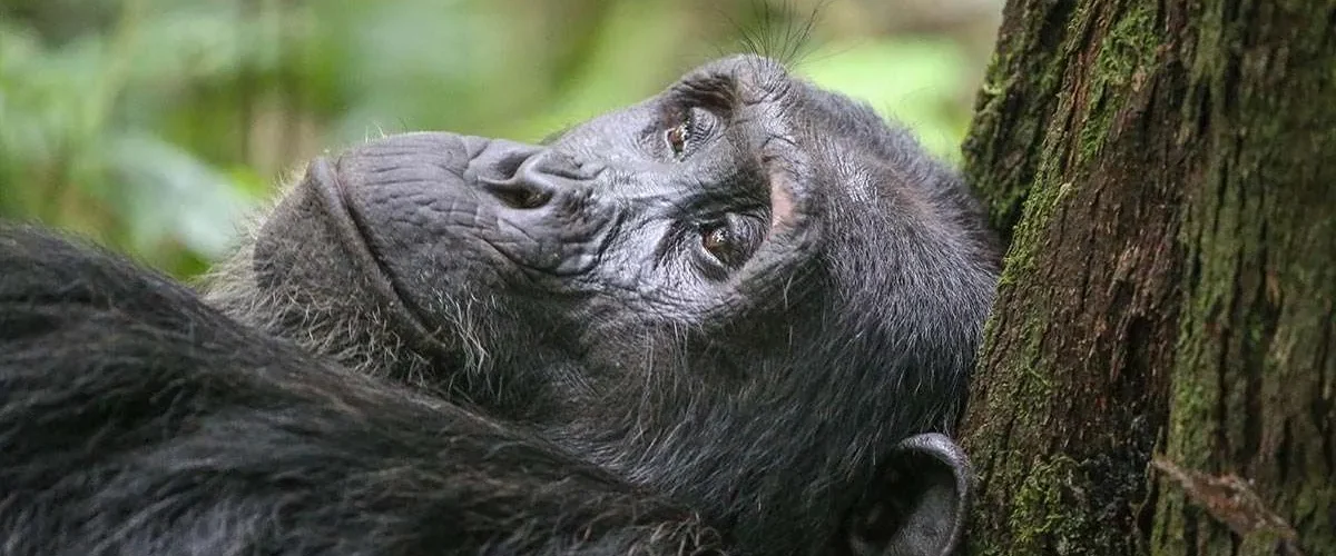 Gorilla Trekking with a Physical Limitation