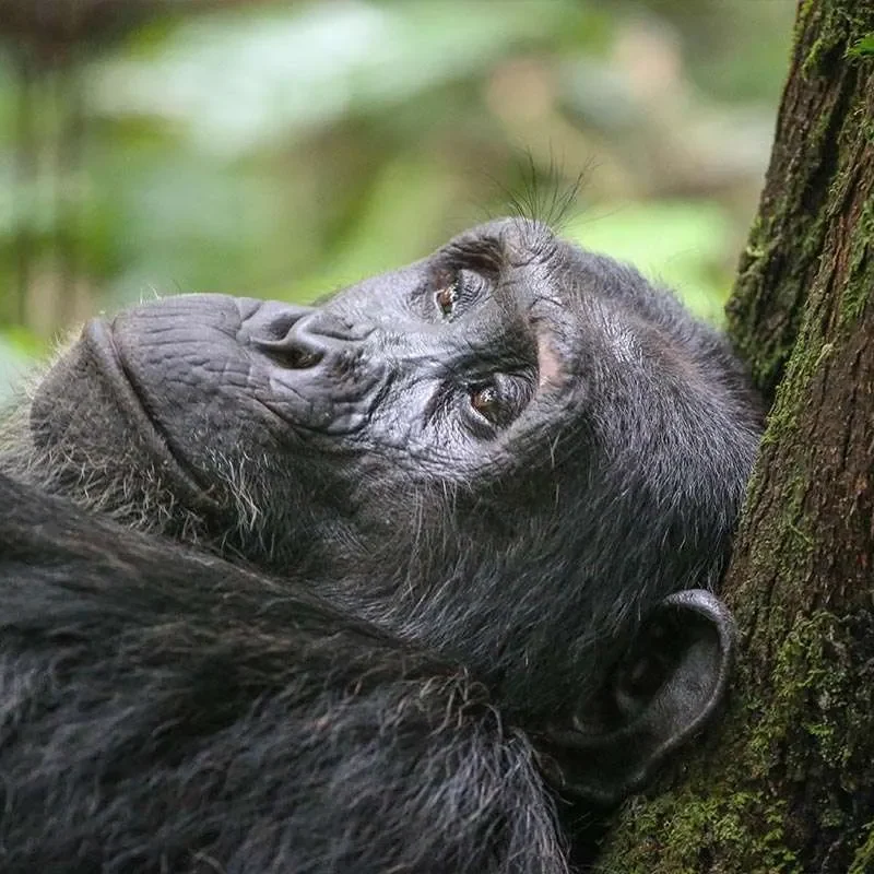 Gorilla Trekking with a Physical Limitation Gorilla Trekking with a Physical Limitation