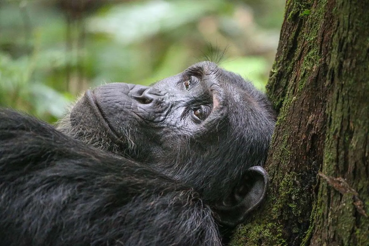 Gorilla Trekking with a Physical Limitation