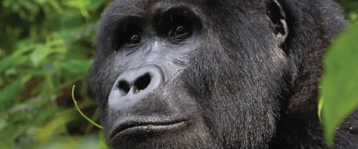 Family silverback