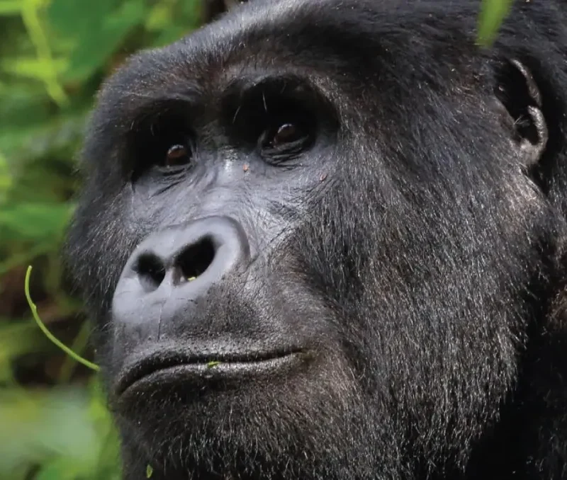 family-silverback family-silverback