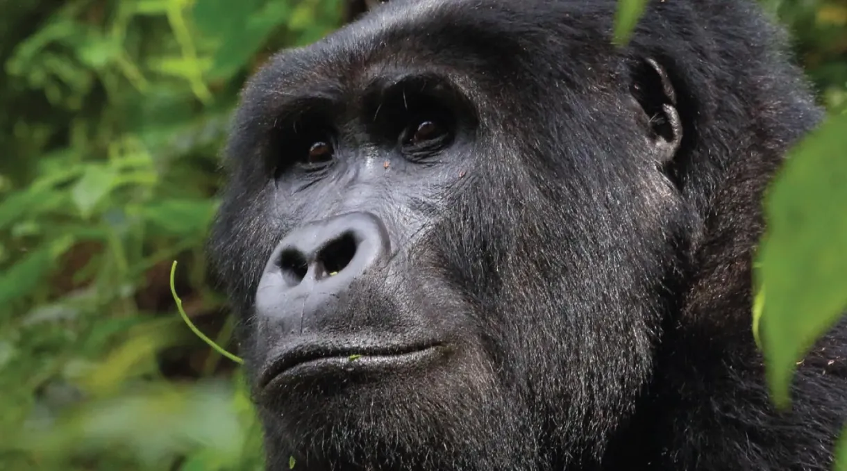 Family silverback