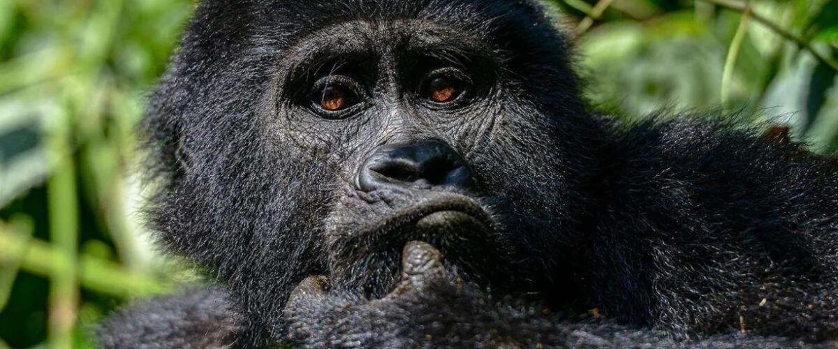 Cultural Immersion in Rwanda