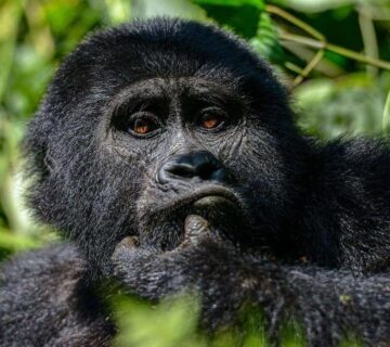 Cultural Immersion in Rwanda