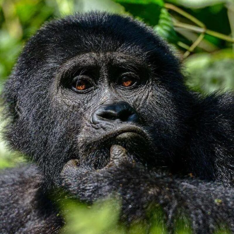 Cultural Immersion in Rwanda