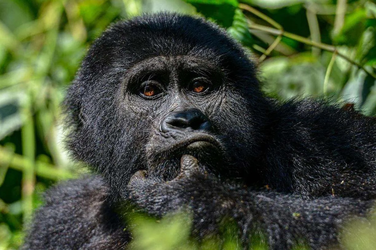 Cultural Immersion in Rwanda