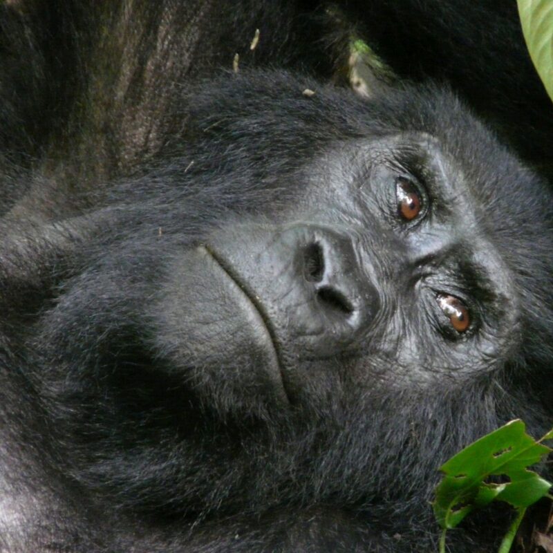 Rwanda and Tanzania Combined Safari