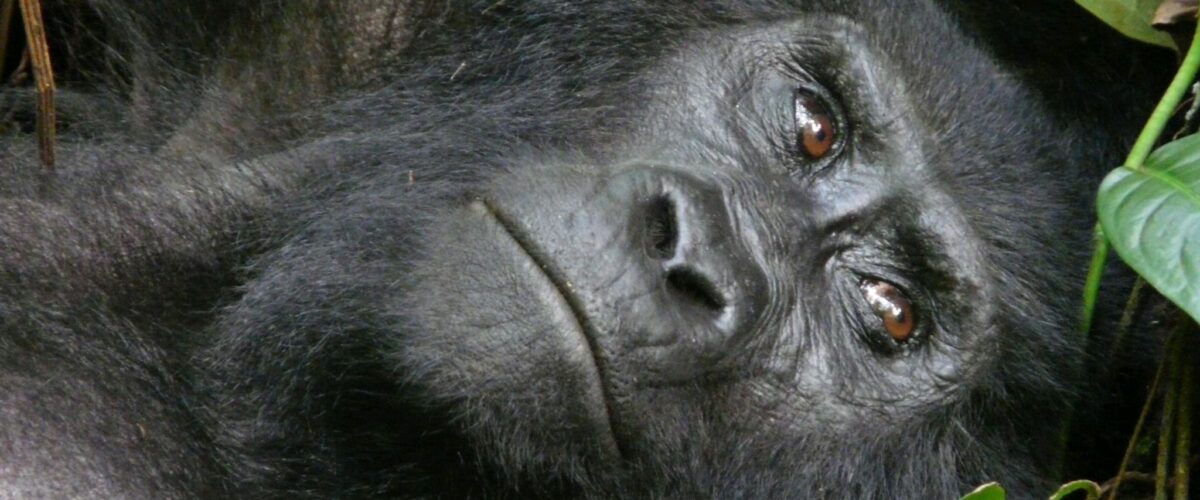 Kigali as a Safari Gateway