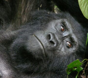 Kigali as a Safari Gateway