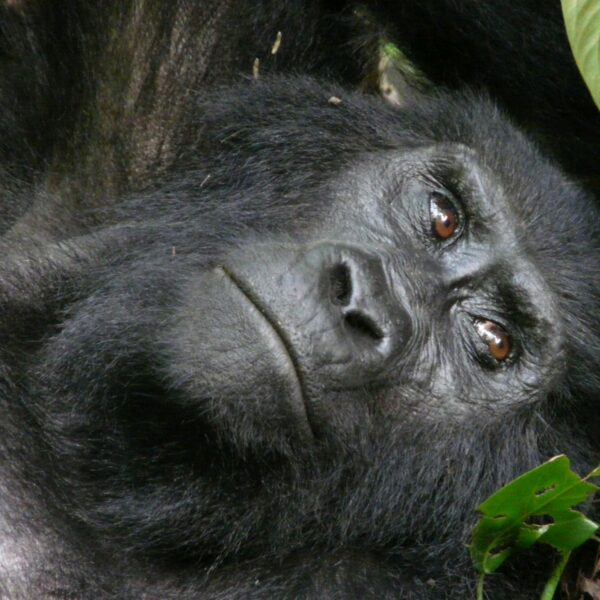 Kigali as a Safari Gateway