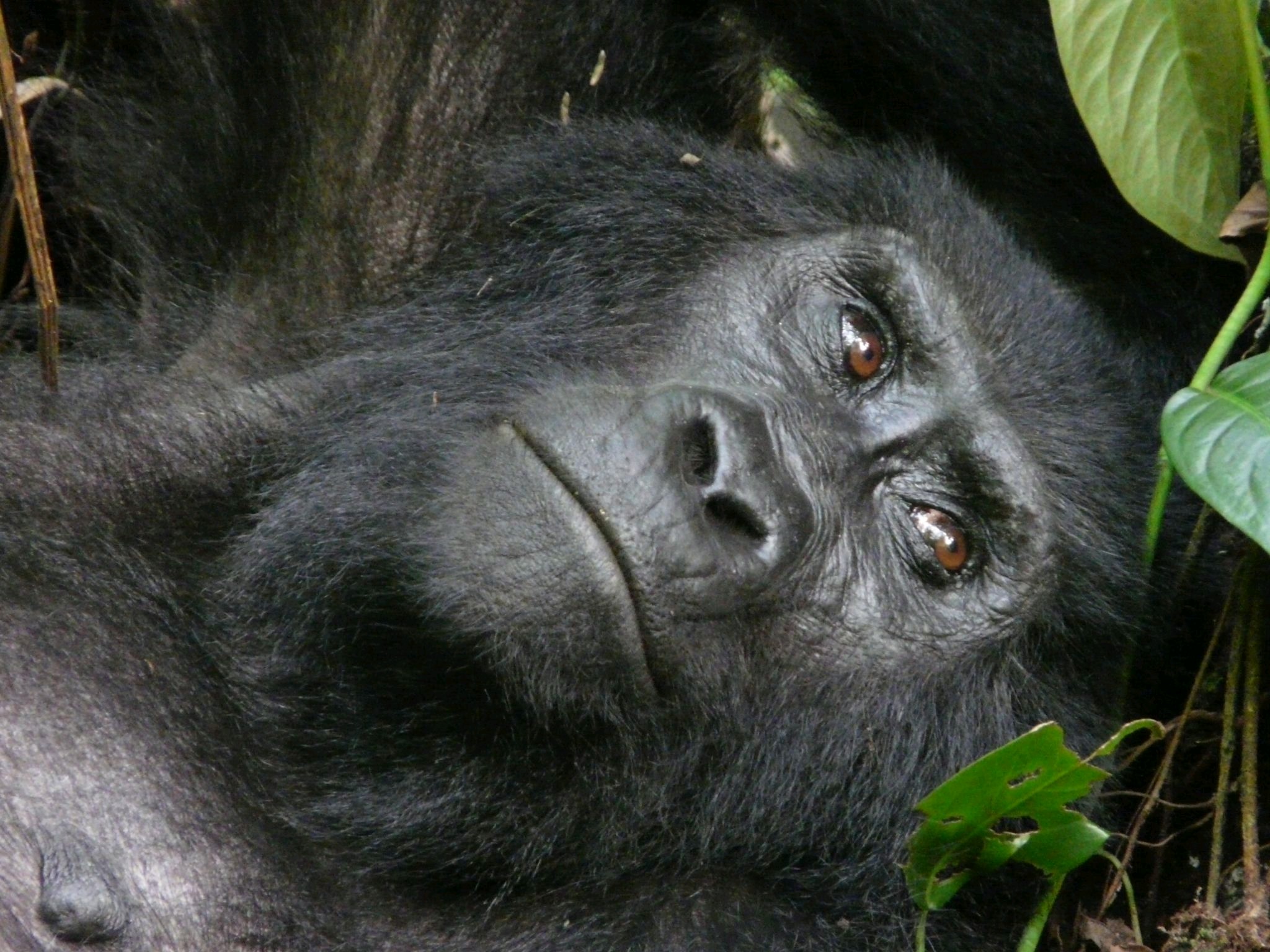 Getting from Kigali to Volcanoes National Park