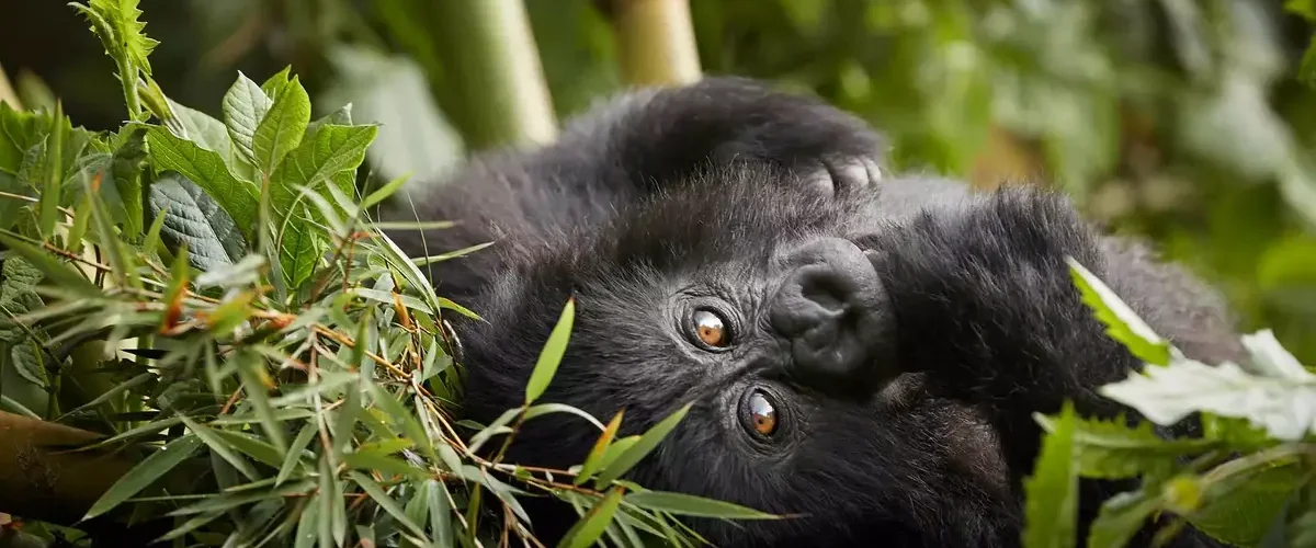 Travel Insurance for a Rwanda Gorilla Safari
