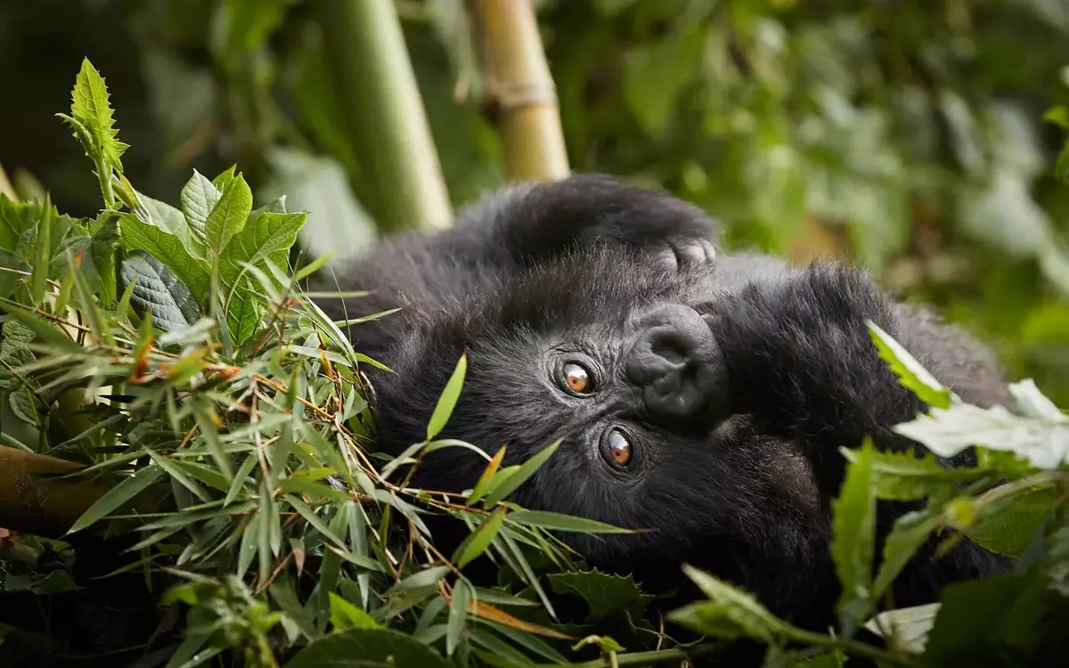 Travel Insurance for a Rwanda Gorilla Safari