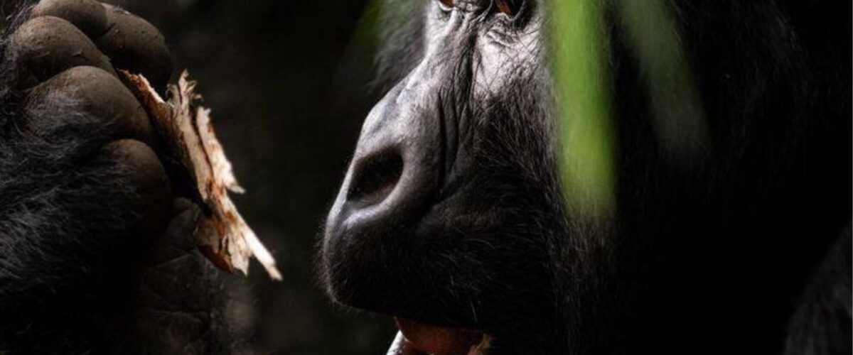 How Many Days Do You Need for a Rwanda Safari?