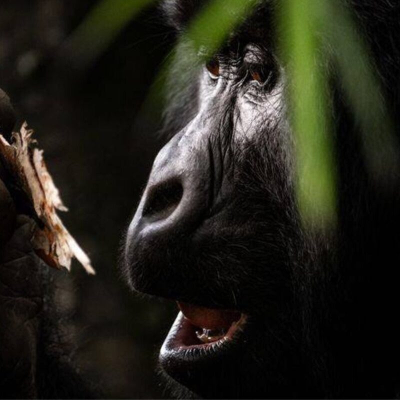How Many Days Do You Need for a Rwanda Safari?