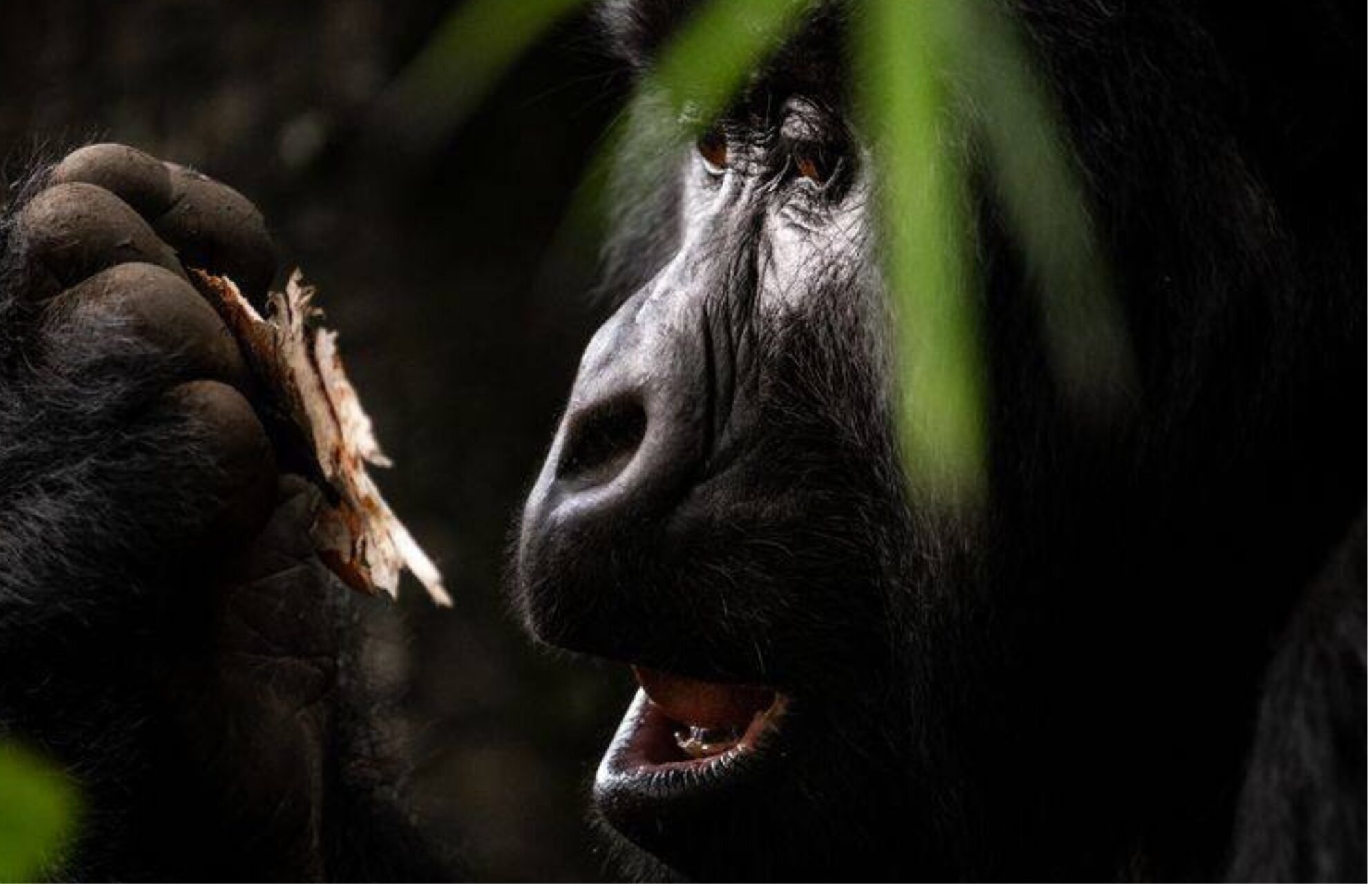 How Many Days Do You Need for a Rwanda Safari?