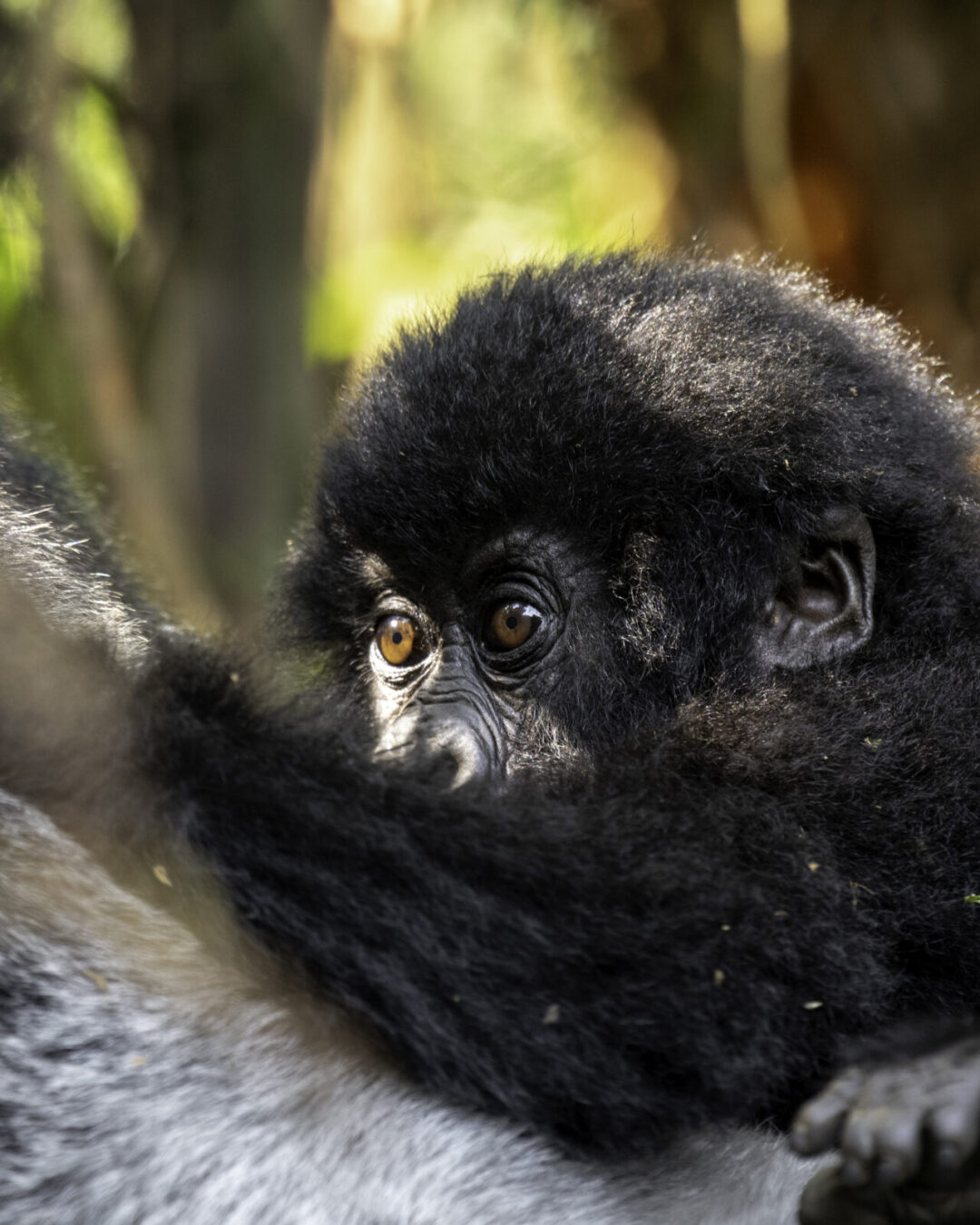 3-Day Gorilla trekking safari in Uganda Featured Image 3-Day Gorilla trekking safari in Uganda Featured Image