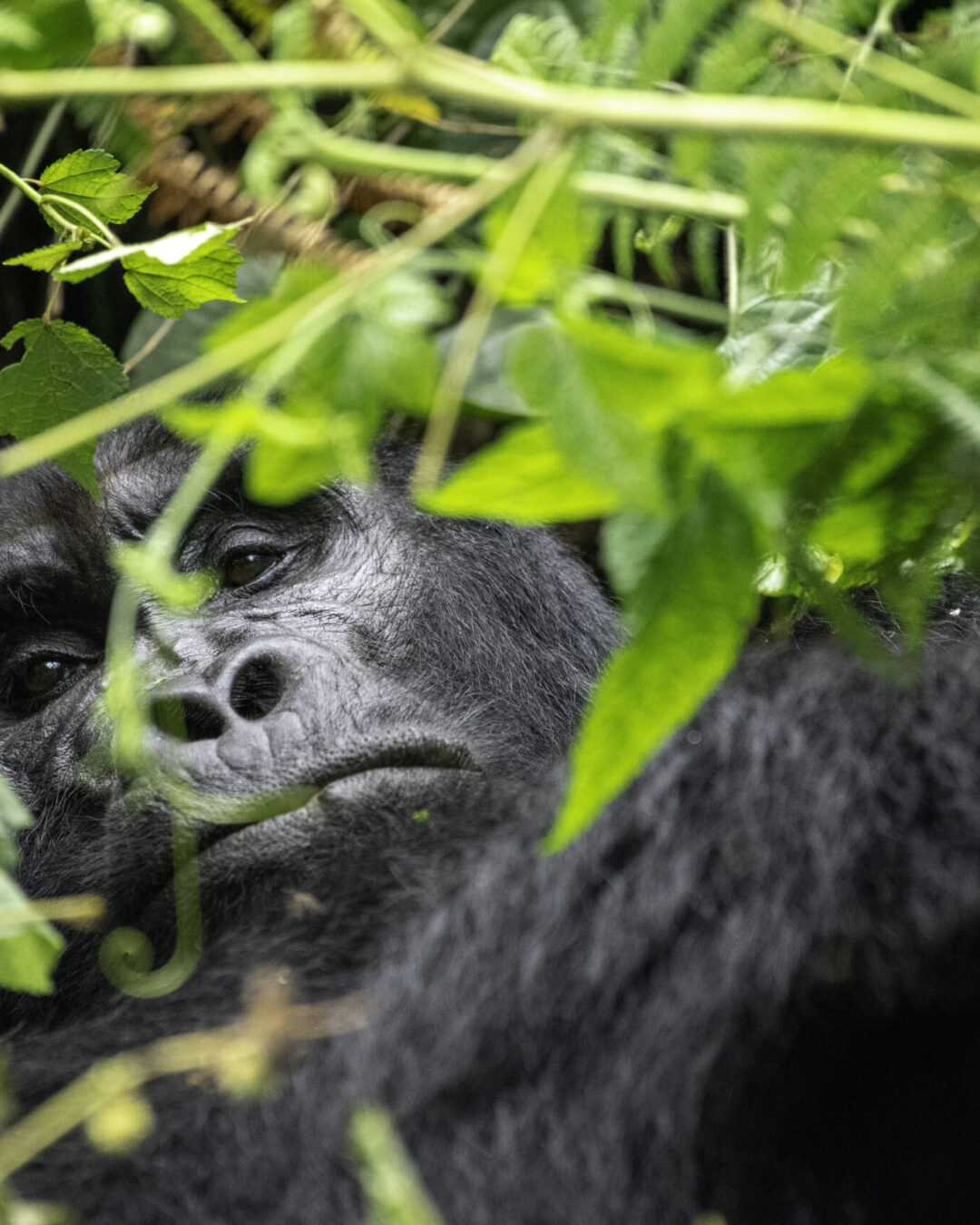 12-Day Ultimate Uganda & Rwanda Gorilla Safari featured image 12-Day Ultimate Uganda & Rwanda Gorilla Safari featured image