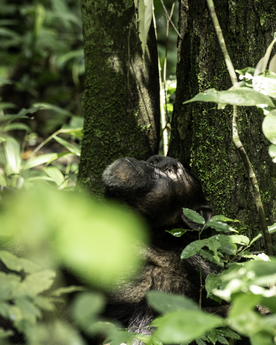 5-Day Luxury Gorilla & Chimpanzee Safari featured image 5-Day Luxury Gorilla & Chimpanzee Safari featured image