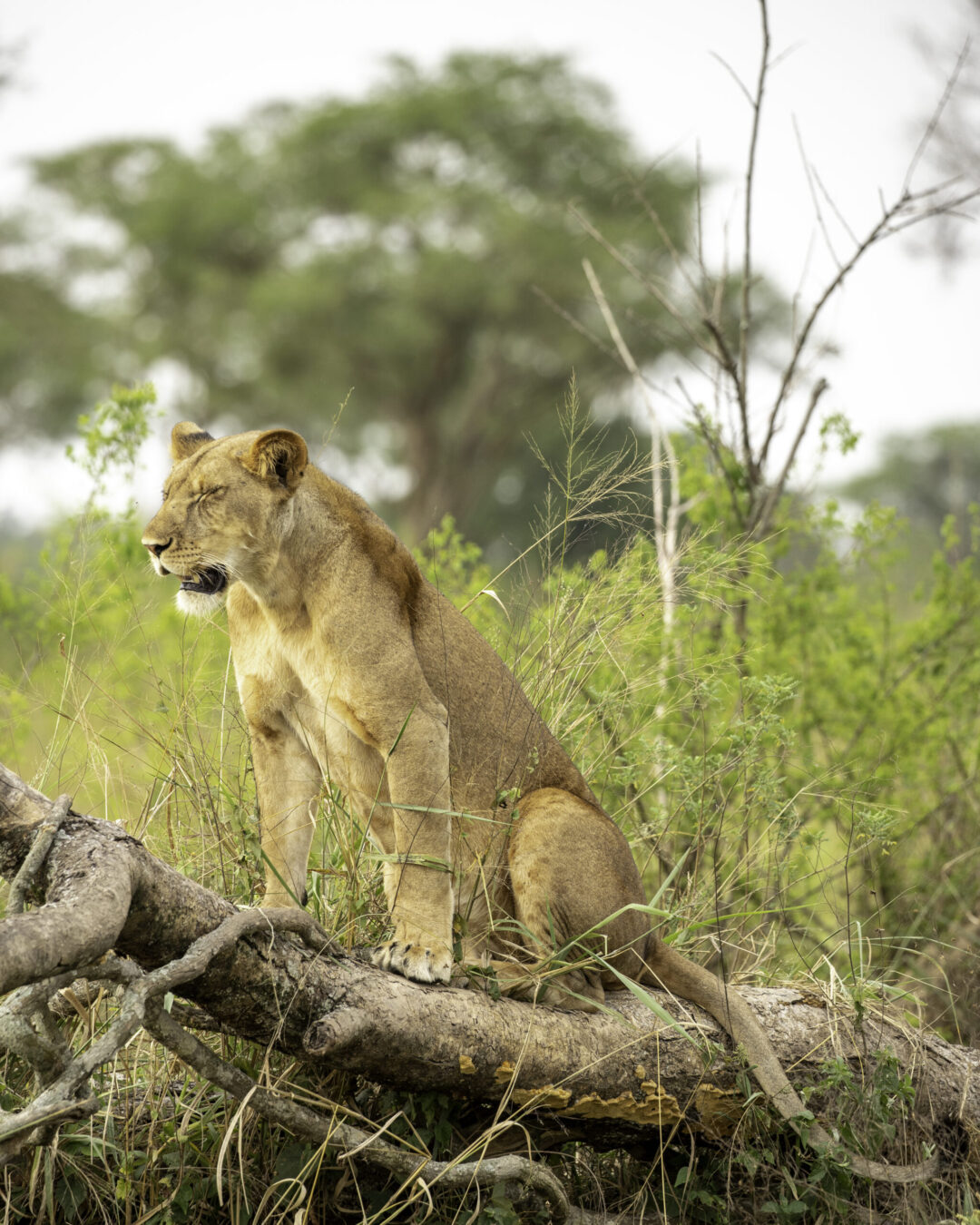 7-Day Luxury Uganda Big Five & Gorilla Safari featured image 7-Day Luxury Uganda Big Five & Gorilla Safari featured image
