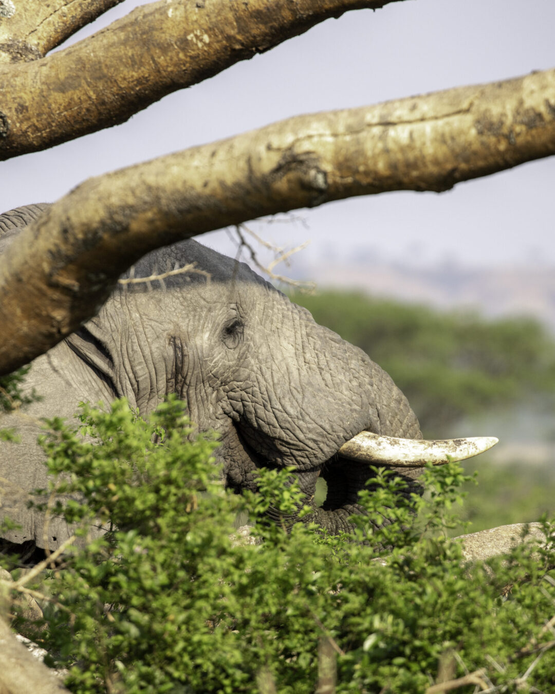 9 Days Luxury Uganda Safari featured image 9 Days Luxury Uganda Safari featured image