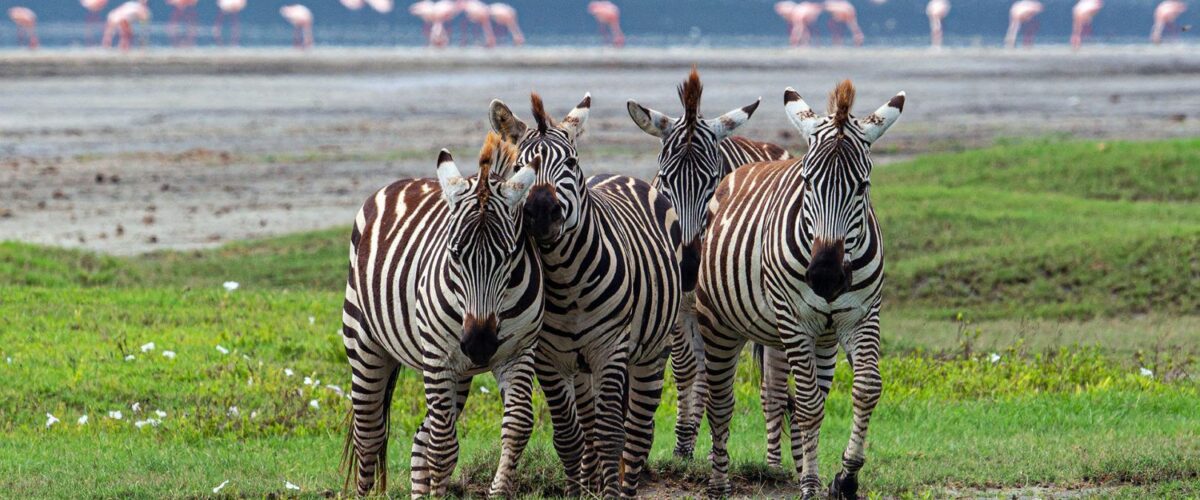 Tanzania Safari Costs Explained