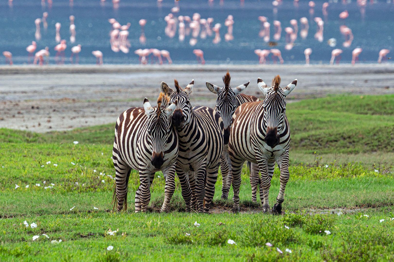 Tanzania Safari Costs Explained