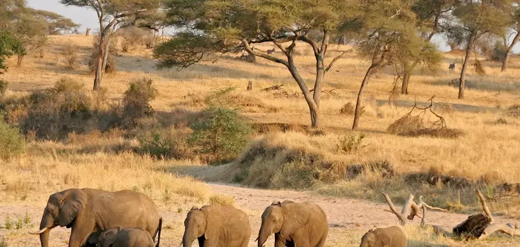 Kenya’s Two Dry Seasons Explained
