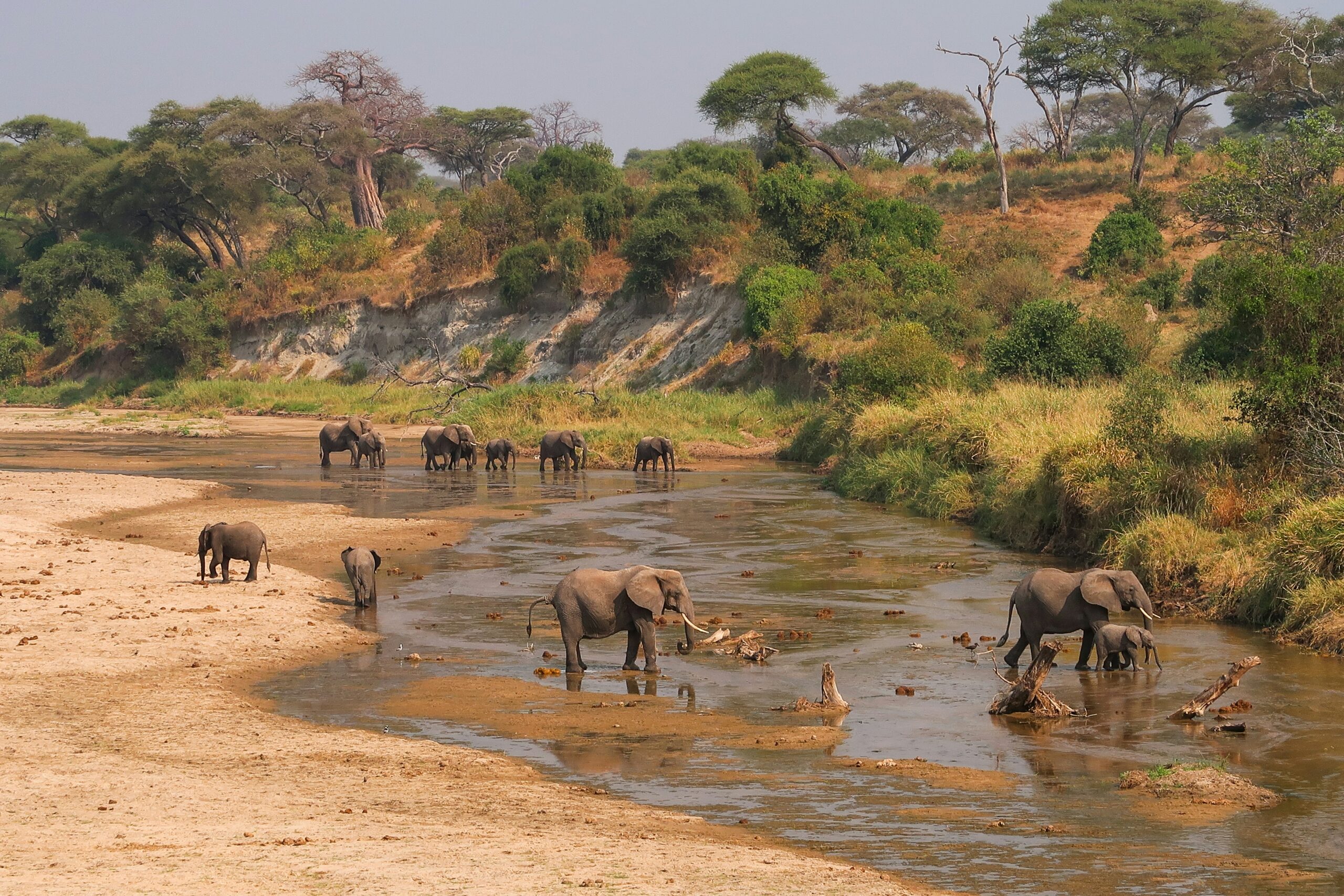 Tarangire np