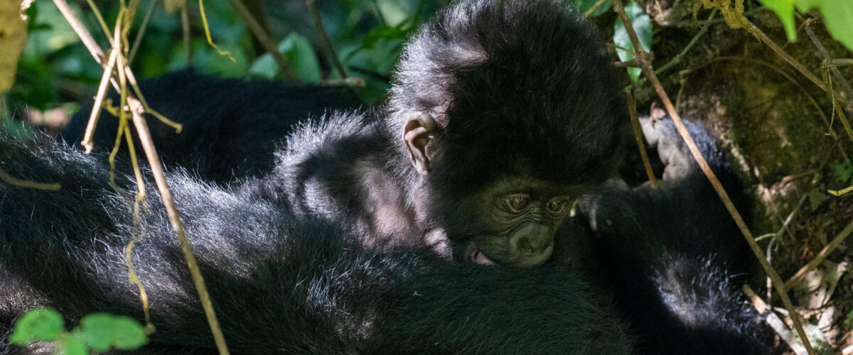 Rwanda’s Dry Season Explained