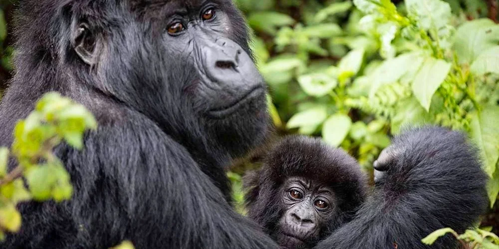Best Time to Visit Rwanda for Gorilla Trekking