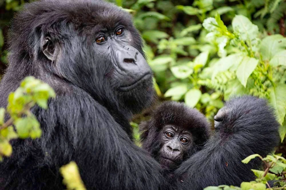 Best Time to Visit Rwanda for Gorilla Trekking