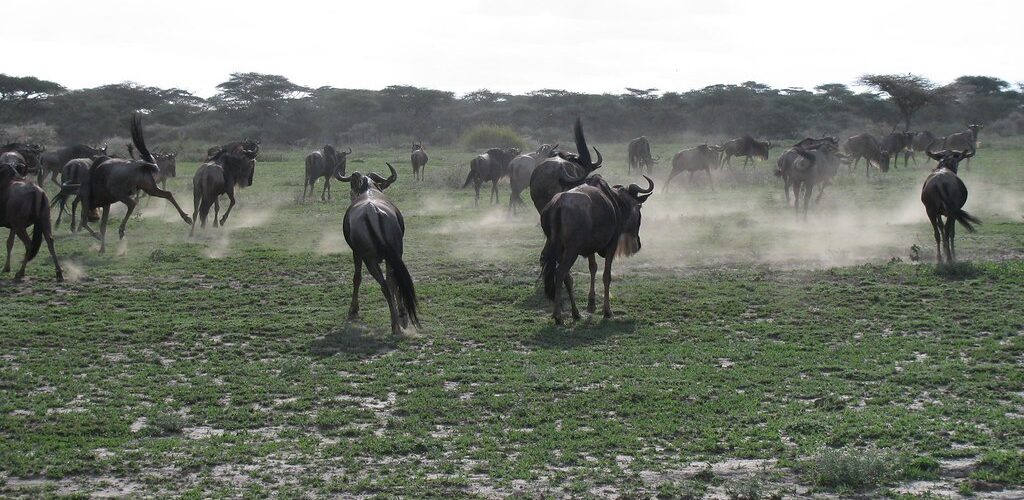 Which Serengeti Camp Gives You the Best Great Migration Access?