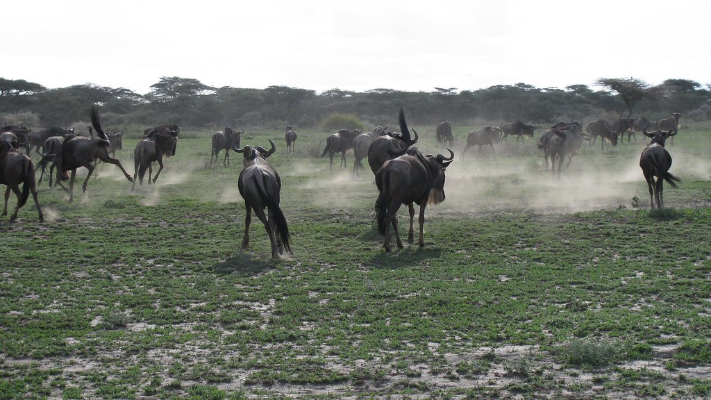 Which Serengeti Camp Gives You the Best Great Migration Access?