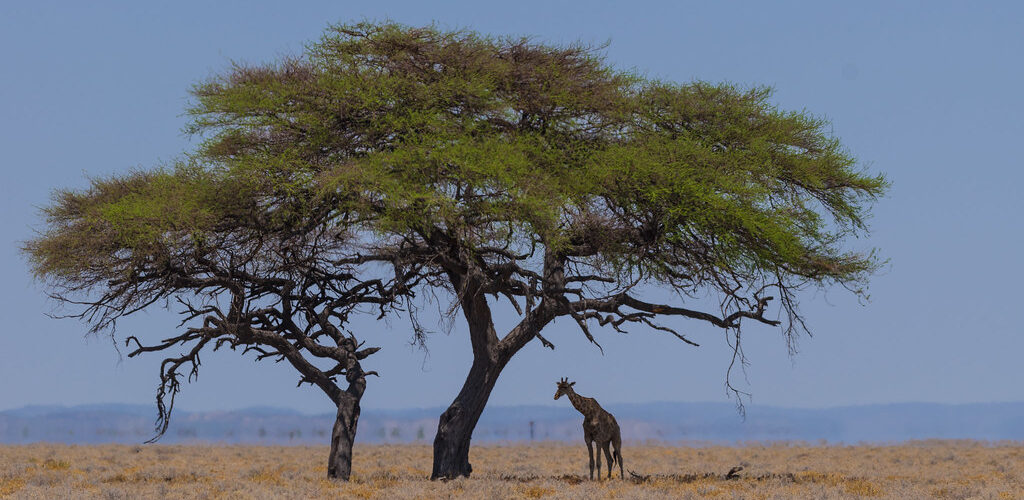 How Tourism Revenue Funds Kenya's Wildlife