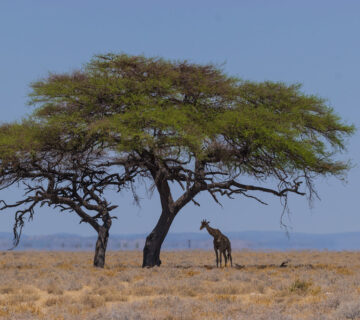 How Tourism Revenue Funds Kenya's Wildlife