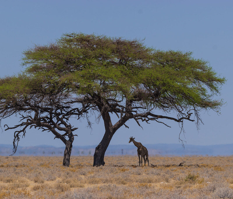 How Tourism Revenue Funds Kenya's Wildlife How Tourism Revenue Funds Kenya's Wildlife