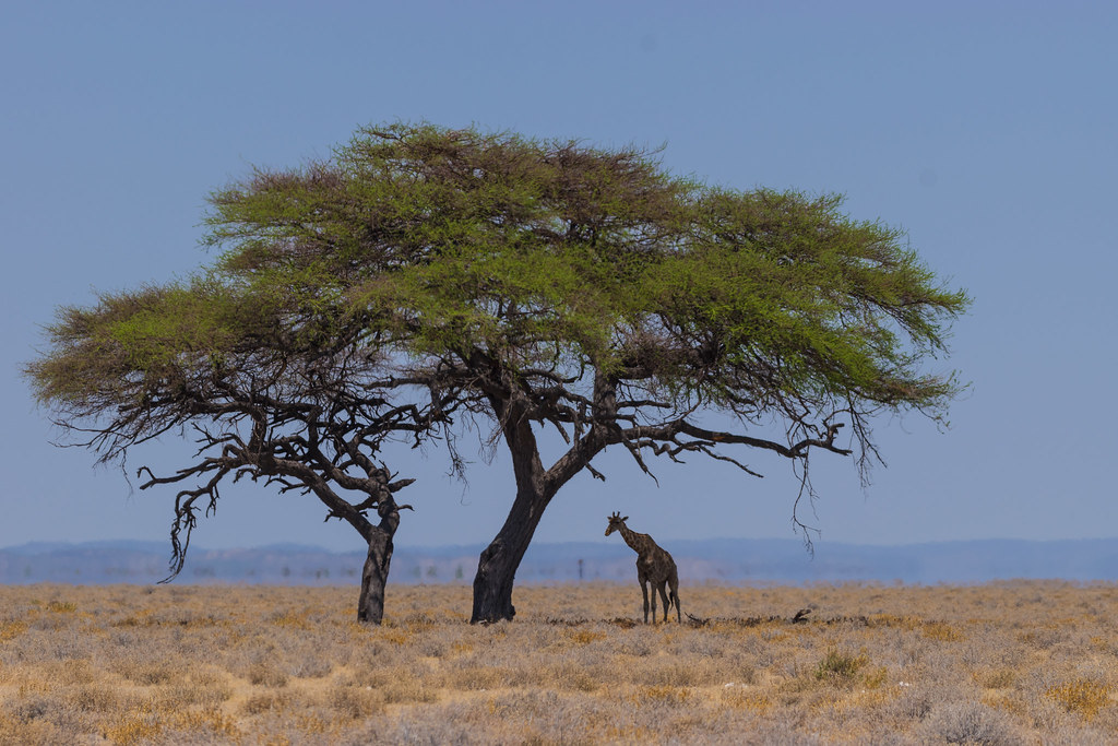 How Tourism Revenue Funds Kenya's Wildlife