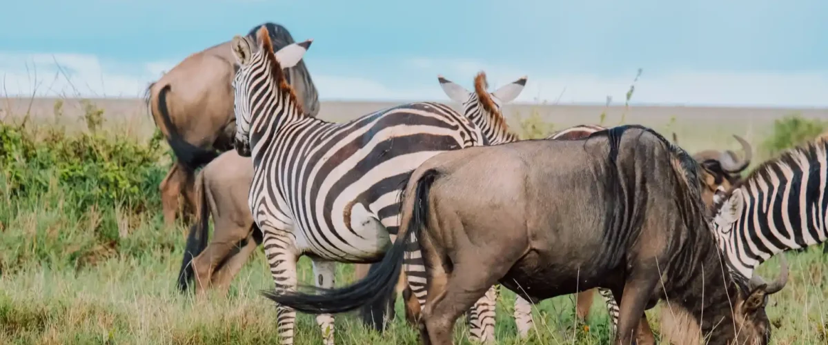 Tanzania and Kenya Combined Safari