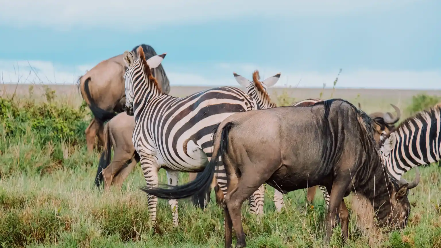 Tanzania and Kenya Combined Safari