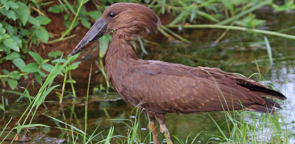 Birding in Uganda