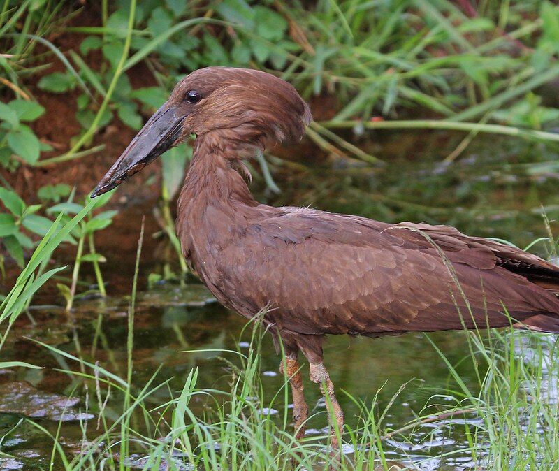 Birding in Uganda