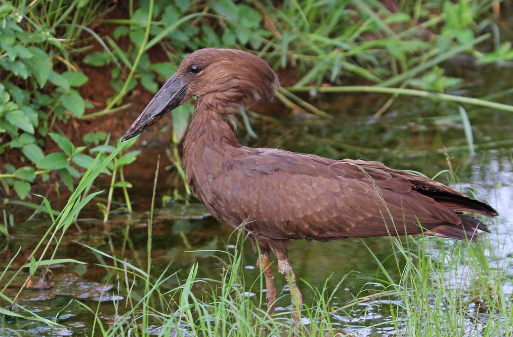 Birding in Uganda