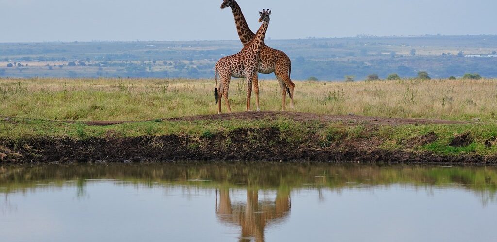 Kenya in October and November